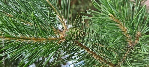Obraz pine tree branches