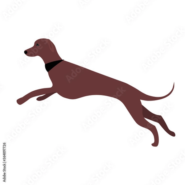 Fototapeta greyhound walking .  dog running. Vector illustration in flat style. 