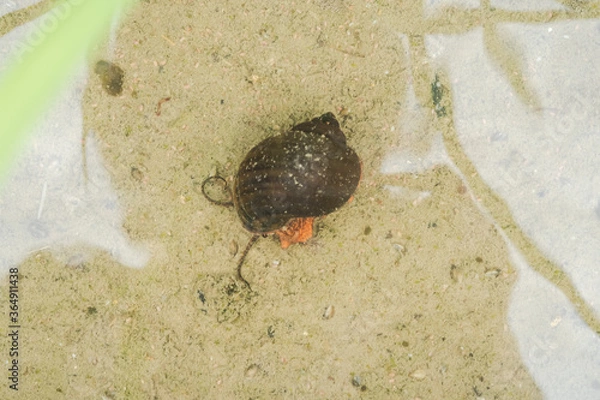 Obraz 水田で動き回るジャンボタニシ