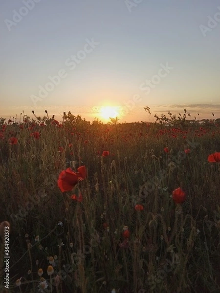 Obraz poppy field at sunset