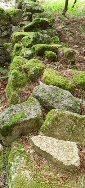 Obraz moss covered rocks