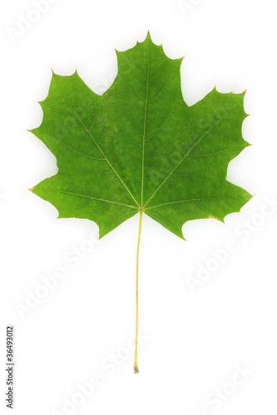 Obraz beautiful green maple leaf isolated on white