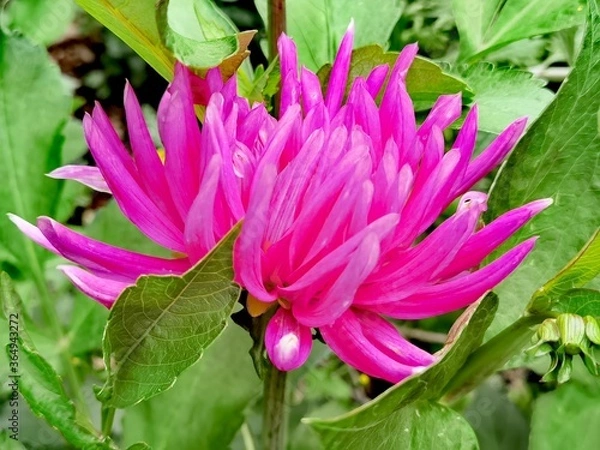 Obraz pink lotus flower