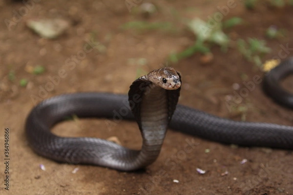 Fototapeta The Javan spitting cobra (Naja sputatrix), also called Indonesian cobra, is a species of cobra in the family Elapidae, found in the Lesser Sunda Islands of Indonesia, including Java, Bali, and other.
