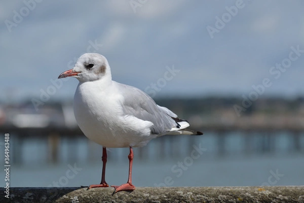 Fototapeta Oiseau marin 