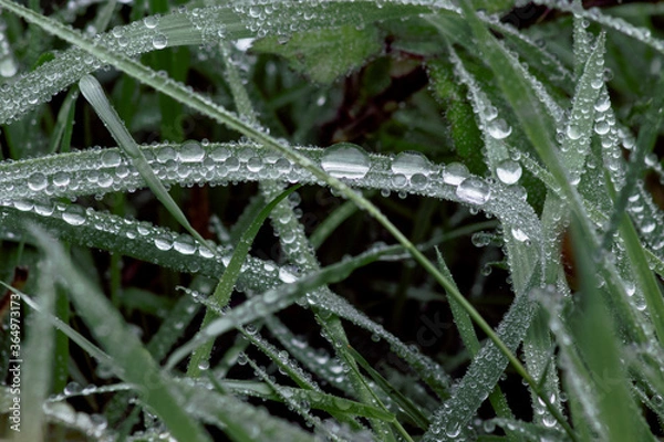 Fototapeta Close up view of purple herbs with dew water drops