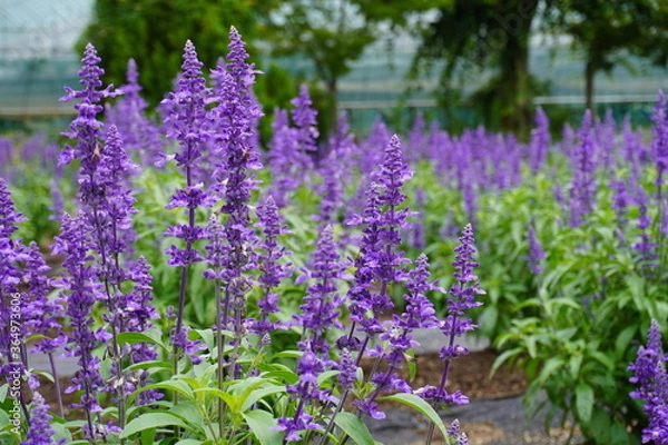 Obraz 夏のラベンダー