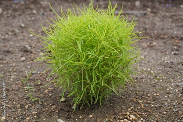 Obraz 夏のコキア