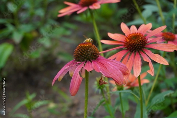 Obraz 花にとまる蜂