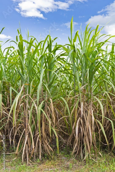 Obraz Rows of sugarcane in the field