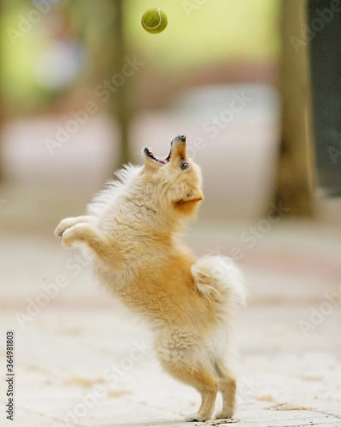 Fototapeta juegos de perros