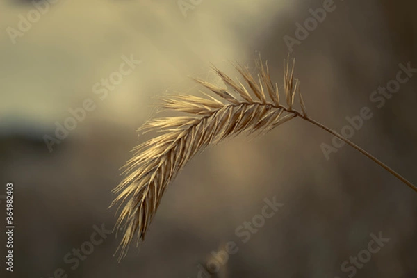 Obraz ears of wheat