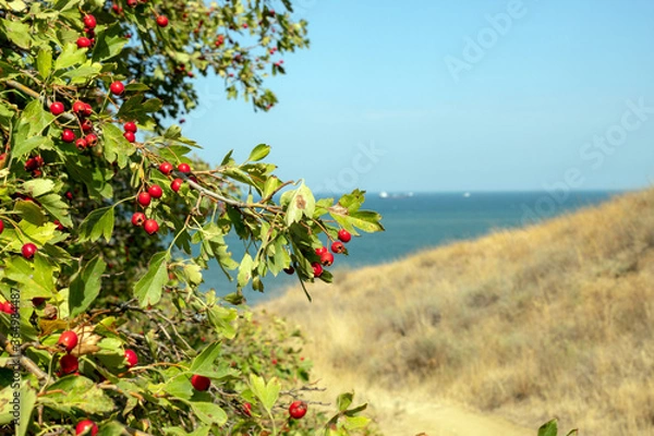 Obraz Rowan tree on the beach