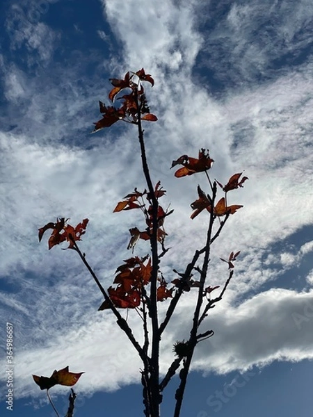 Obraz tree with clouds in the background