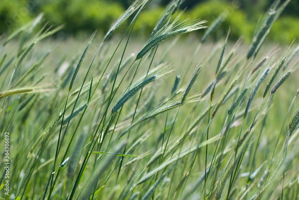 Fototapeta Green spikelets in the field on a summer sunny day.