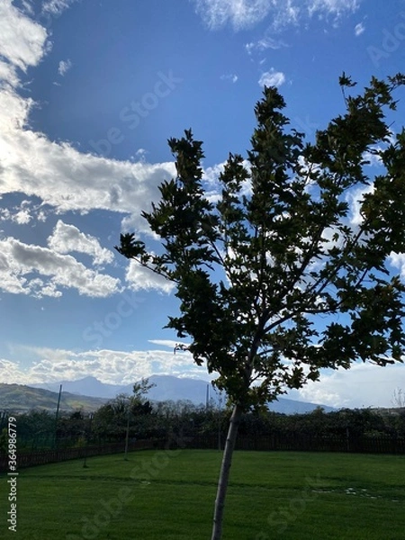 Obraz tree with clouds and a landscape in the background