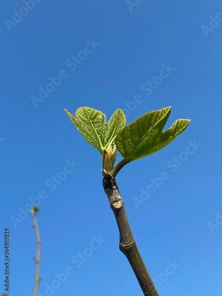 Obraz little plant in the sky