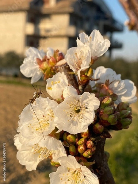 Obraz insect on a flower