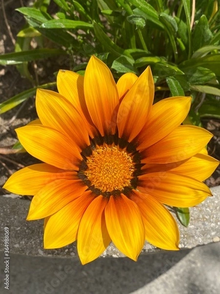 Obraz big orange flower