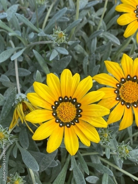 Obraz yellow flowers