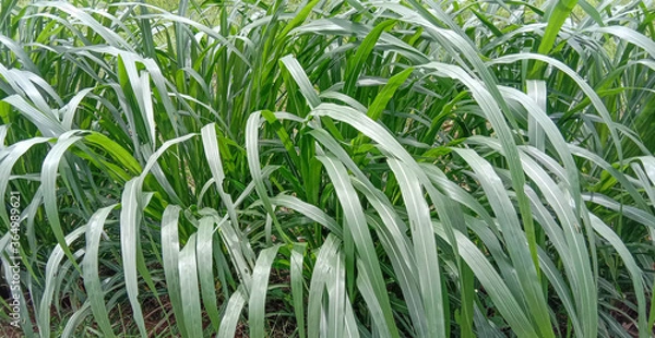 Obraz green grass in the wind