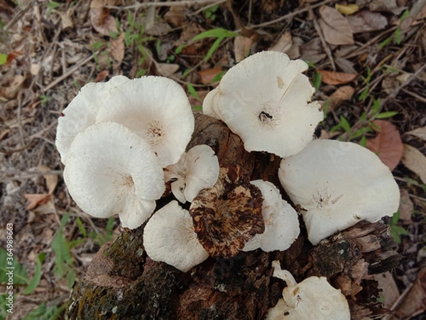 Obraz mushrooms in the forest
