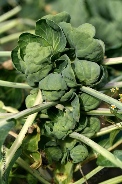 Obraz Łodyga brukselki