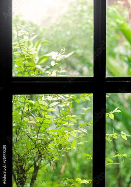 Obraz window with background trees.