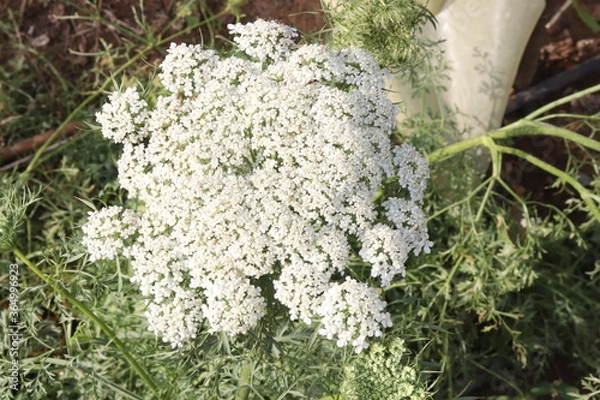 Obraz mushrooms on tree