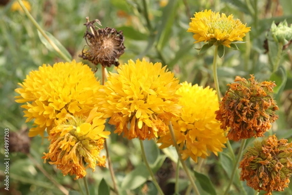 Obraz bee on a dandelion