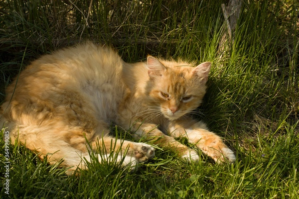 Obraz red cat lying on green lawn grass