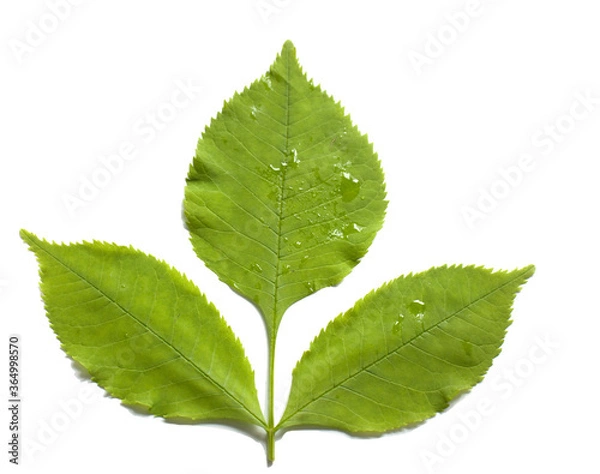Obraz green leaf of ash tree isolated on white background