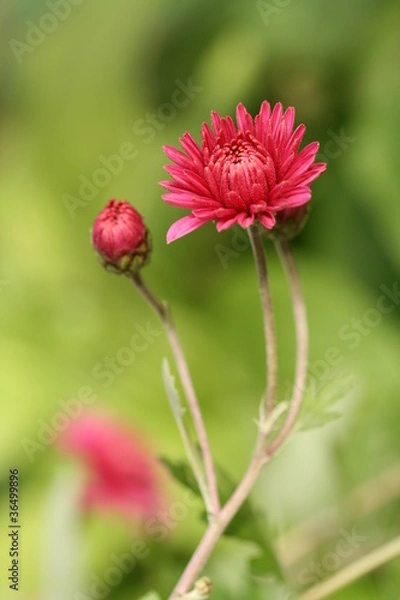 Fototapeta Pączek chryzantemy