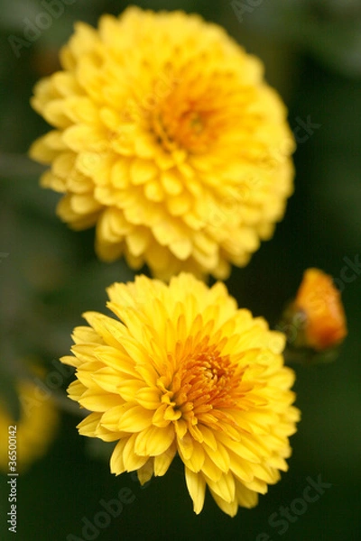Fototapeta Two yellow chrysanthemums