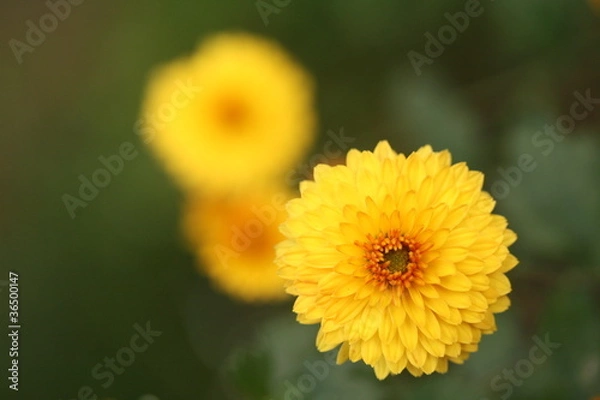 Obraz Yellow chrysanthemum