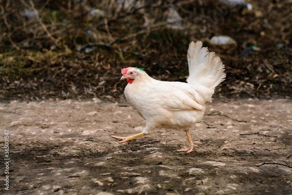 Fototapeta White hen running on the road