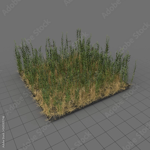 Obraz Łąka nawłoci