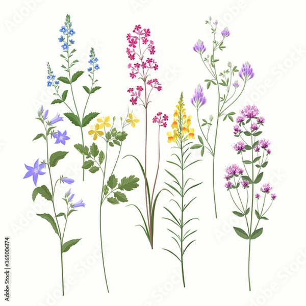 Obraz kwiatowy zestaw. letnie kwiaty polne