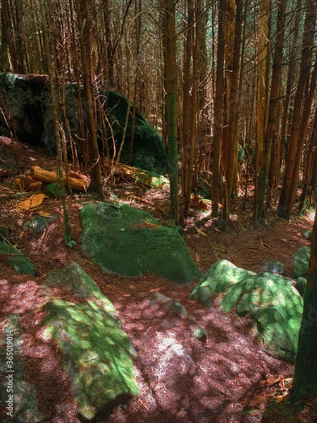 Fototapeta mossy forest