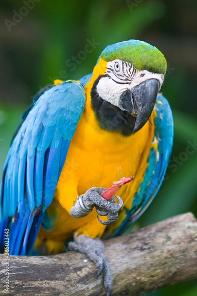 Obraz blue and yellow macaw