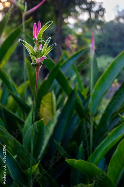 Obraz isolated budding flower