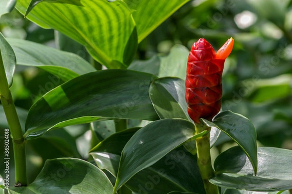 Obraz isolated flower on green leaf background