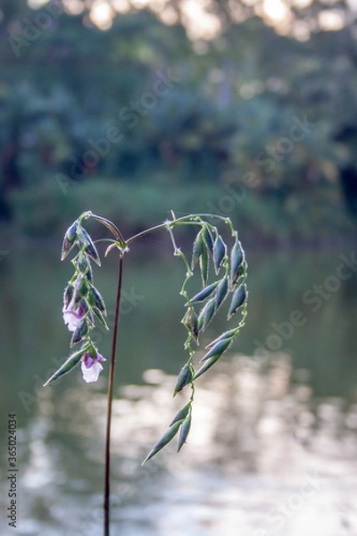 Obraz Isolated flower in bud