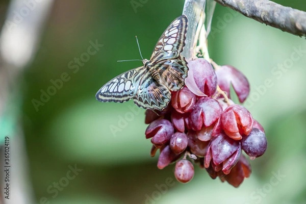 Fototapeta Butterfly on red grapes
