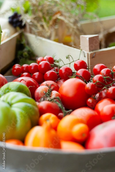 Fototapeta fresh tomatoes in a box, homegrown vegetables, delicious tomatoes
