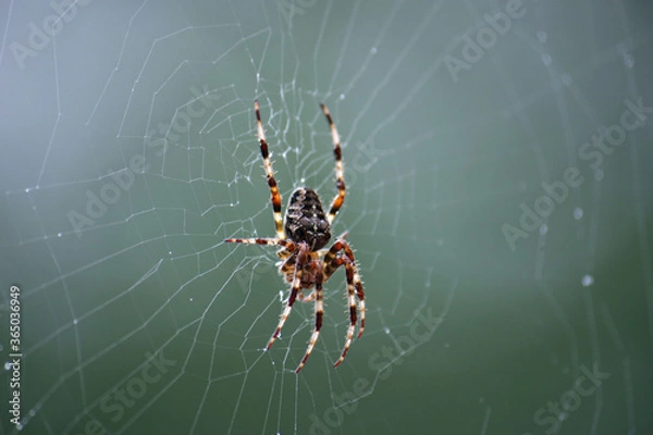 Fototapeta Spider