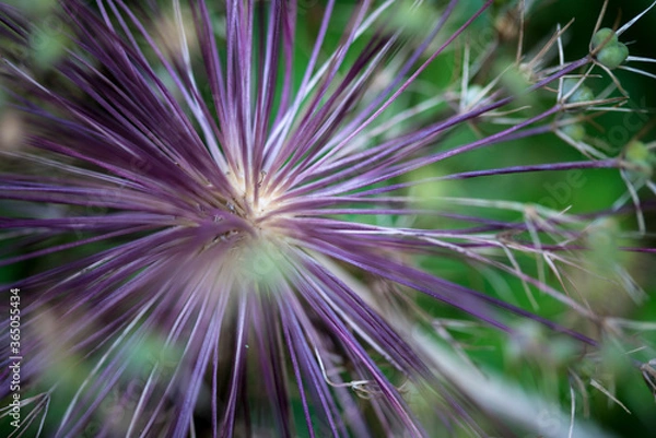 Obraz Allium