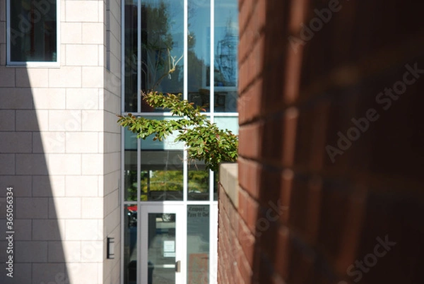 Obraz reaching branch