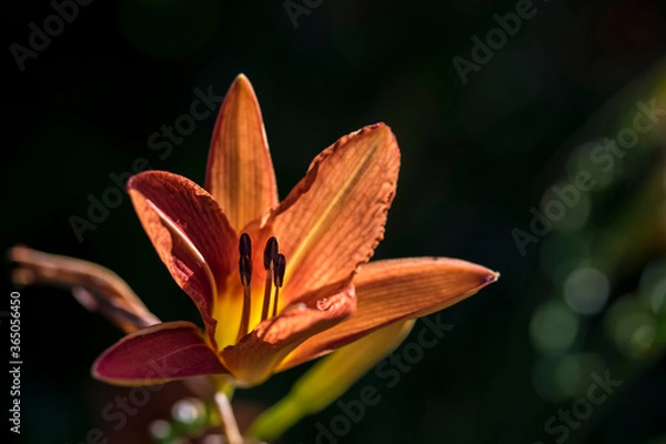 Obraz die Farbe orange