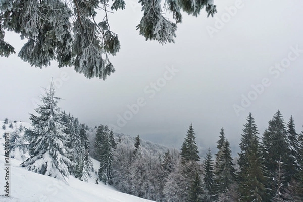 Obraz snow covered trees, mountains, winter